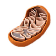 Mitochondria