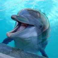 TDDolphin