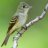 Acadian Flycatcher